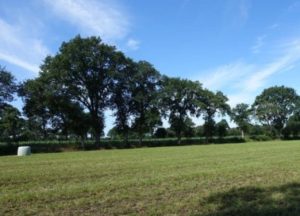 Wallhecken bei Strackholt